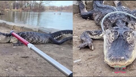 Yikes! Alligator captured in Brooklyn lake