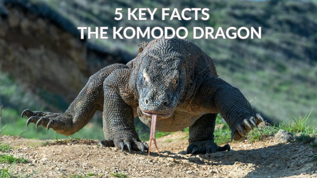 The Ecological Marvel of Komodo Dragons: Insights into Island Gigantism ...