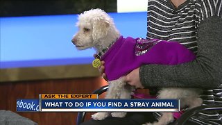 Ask the Expert: What to do if you find a stray animal