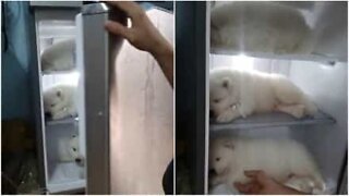 Cães filhotes dormem confortavelmente dentro da geladeira