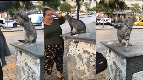 Angry cat 🤣🤣🤣 just watch (fight with people)