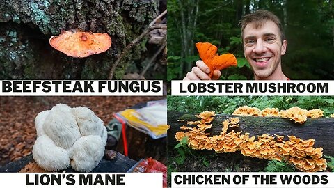 8 Wild Mushrooms that Strangely Mimic Meat!