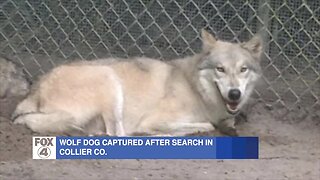 ICYMI: Wolf dog captured after search