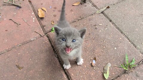 Stray Cute Kittens 🐱Invaded my backyard 😀 - Hilarious Animals
