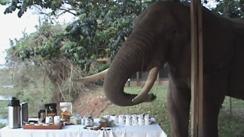 An Elephant Eats From A Tea Table