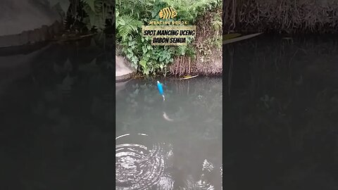 VIDEO MANCING IKAN UCENG DI ALAM LIAR TERBARU 2023 🐟 Spot mancing disini isinya ikan babon semua