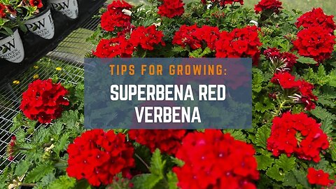3 Tips for Growing Superbena Red Verbena