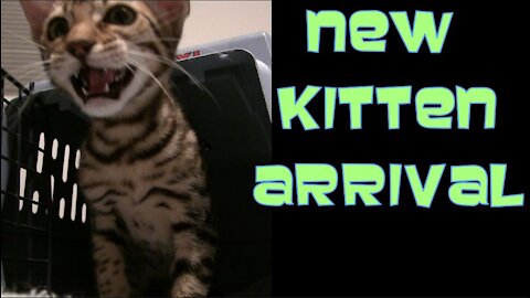 New Kitten Arrival (Day 1) - 12/11/2021