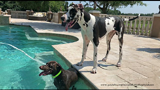 Pointer Dog Shows Great Dane How To Swim In The Pool