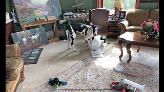 Great Dane puppy gets caught unraveling paper towel