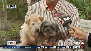 Pets of the week: Annie and Willie