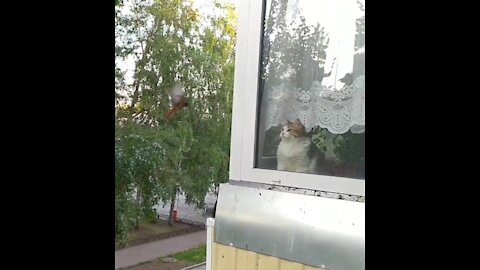 A small bird attacks my cat