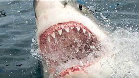 Ataques de Tiburón en Vizcaya