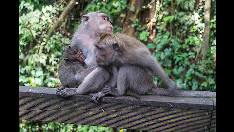 Quick Guide To The Monkey Forest in Bali