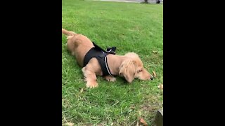 Sweet Little Puppy Plays With A Tiny Moth In The Yard