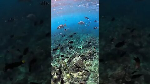 Magical underwater world filmed with the Insta360 X3