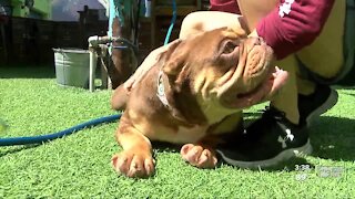 The Dog Bar in St. Pete to give baths to furry friends to raise money for one of their own