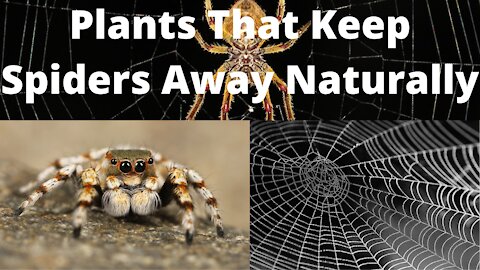 13 Natural Plants That Keep Spiders Away