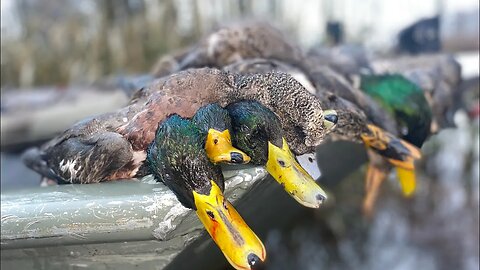 New 2022 Duck Hunting Trip to Reelfoot Lake, TN! Group of 7 Guys
