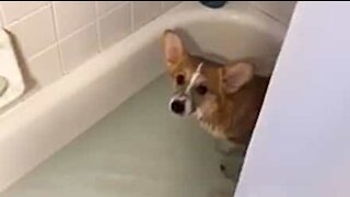 Woman surprised to find wet corgi in her bathtub