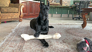 Noisy Great Dane Loves To Gnaw On Her Jumbo Bone