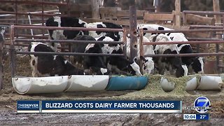 Colorado dairy farmer loses thousands of dollars as a result of recent blizzard