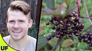 Elderberry Taste Test | Unusual Foods