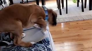 CUTENESS OVERLOAD: Adorable Puppy Jumps Off A Bed