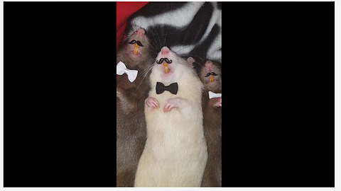 Classy rats model their bow ties and mustaches