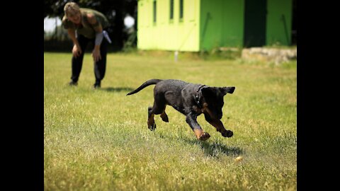 How to calm my dog down Dog Training Puppy and Dog Socialiser Socialiser Scheme