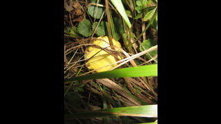 Many Blessings Wild Yellow Mushroom September 2021