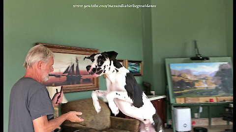 Happy Great Danes Bounce For Birthday Treats