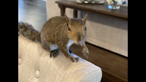 Gray squirrel drying off after bath.