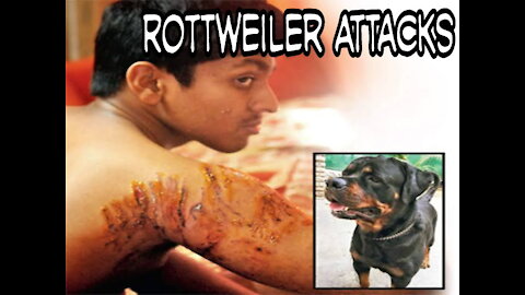 Rottweiler Attacks Part 3 || Rottweiler vs Humans || Rottweiler vs Other Dog's
