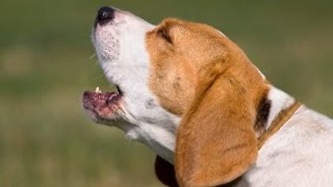 TOP 10 dog barking videos compilation ♥ Dog barking sound - Funny dogs
