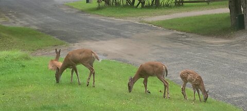 Four deer at the neighbors