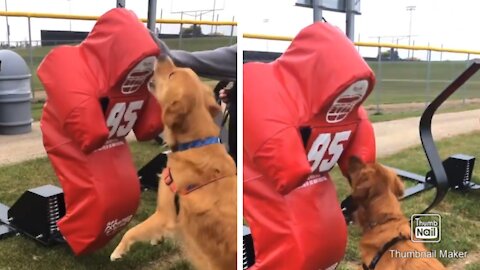 Hilarious Dogs barks at NFL dummy