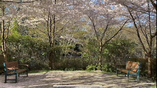 surrounded by cherry blossom