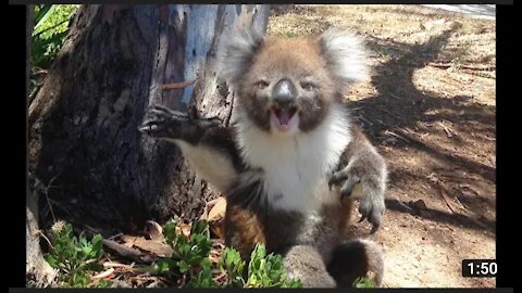 Koala gets kicked out of tree and cries 😂❤️❤️