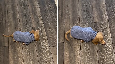 Mischievous Pup Has “Nothing” to Do with Dad’s Missing Slipper