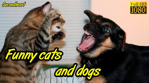 Funny cats and dogs very laugh compilation 2021