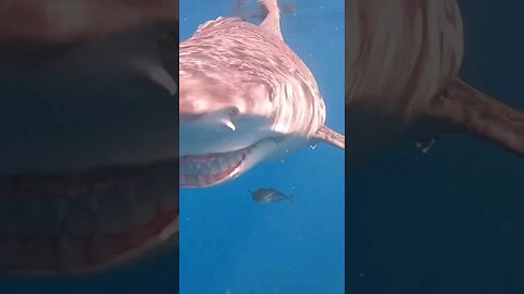 Diver fights off shark attack by arguing with it 😂 #shorts #short #shortsvideo #trending