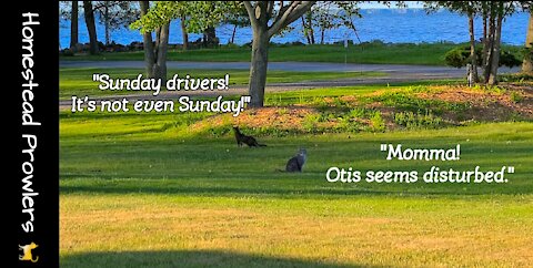 Otis Cat Is Not Appreciative of "Sunday Drivers"