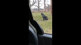 Tough guard dog protects family from statue