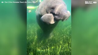 Manatee looks adorable as it scratches an itch!