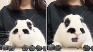 Bunny rabbit adorably munches on tasty blueberries