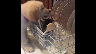 Puppy "helps" clean the dirty dishes