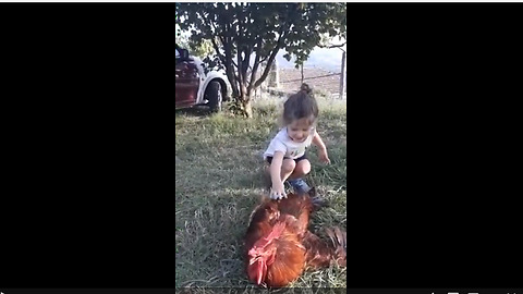 Little girl both scared and excited while petting rooster