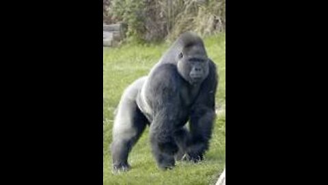 Gorila my Love