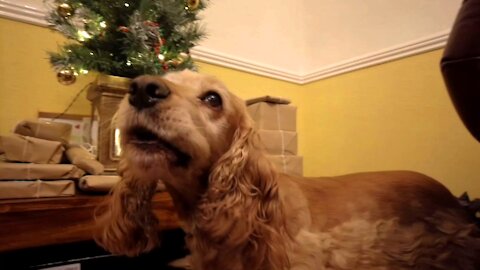 Honey the cocker spaniel wants to open her presents early